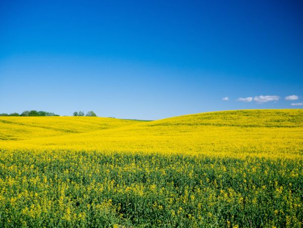 Field of flowered rapeseed plants