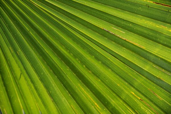 palm leaf