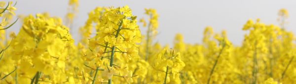 rapeseed flowers