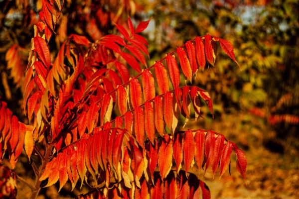 sumac leaves