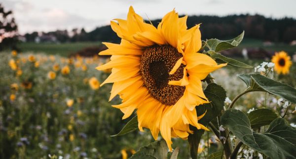 Sunflower